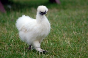 Silkie chicken